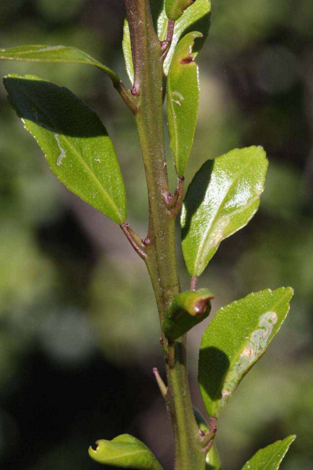            First year twig (Riverside, CA)   
